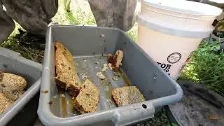 Summer bee relocation jobs and Apiary transfer