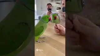 🦜😂 Talking Parrot Argues With His Reflection in Mirror 🤣🔥 #shorts #parrot #talkingparot