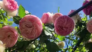 Eden 85 / Climbing Rose 