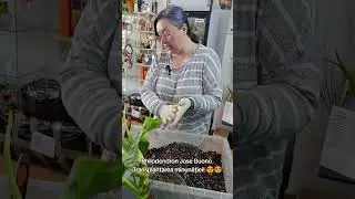 Philodendron Jose Buono 