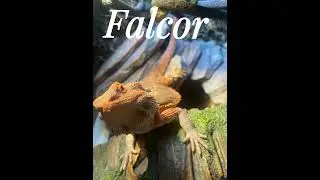 Bearded dragons #friends