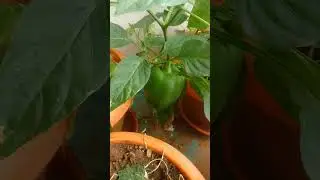 Our small kitchen garden on the balcony #garden #organic  #kitchengarden #gogreen