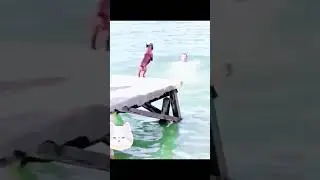 Funny 😁#dog #dogsofinstaworld #shortvideo