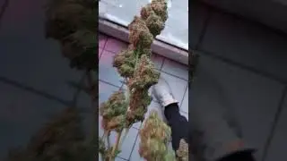 AMNESIAHAZE XXL SENSI SEEDS NL AMSTERDAM SEEDS AUTOFLOWERS 24H DAUERBELEUCHTUNG TEST 58G DRY 1200W