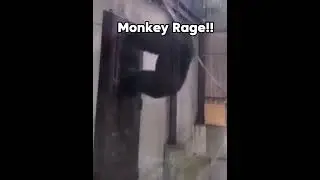 Monkey Rage! #shorts