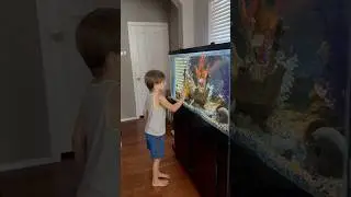 Harrison got caught drawing on the fish tank! #crayongate #fish #asd #vlog #cichlids