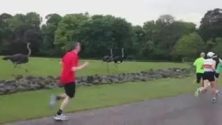 Safari park animals join in with a charity fun run