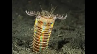 GIANT SEA WORMS&hellip;THEY STILL EXIST
