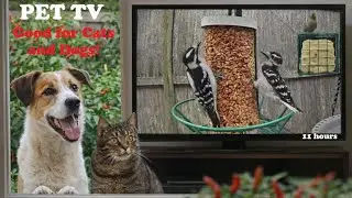 📺 (Hot Pepper Seeds) Entertaining PET TV for Dogs and Cats to Watch! 11hrs