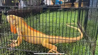 Iguana wajib jemur? Vitamin D? |ASMR suara alam