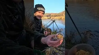 Winterangeln am Fluss - Feedern eiskalt! #fishing #angeln #feeder #feederfishing #riverfishing