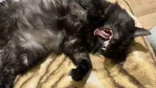 Relaxation with sweet Cat Shanty. Cute Cat video for relaxation and good vibes. Funny Cat video 4K 