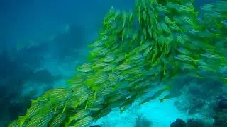 Relaxing Music Video 2021 Beautiful Fish