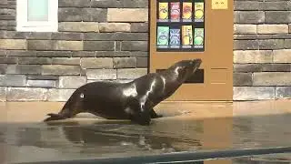 Sea Lion Training Session (with Trainer Josh) July 13, 2022 - SeaWorld Orlando