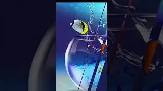 🐠 Fish  amazing wallpaper# ytshorts #YouTube videos# viral video ##