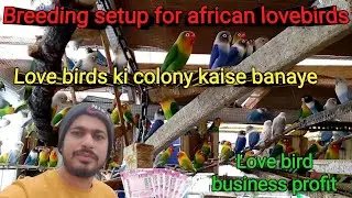 Love birds ki colony kaise banaye | Bird businesses profit | Birds breeding tips