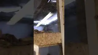 Automatischer Bunkerdeckel