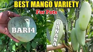 Best Mango Variety For Pots (IN HINDI) Banana Mango | Bari 4 Mango