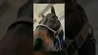 RIP Jet Set On Cruz