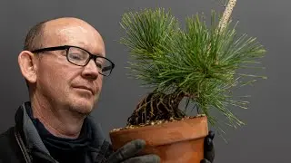 Pines from seed part 2
