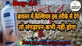 Calcium supplements for Broiler and poultry Day15 |लंगड़ापन| ब्रॉयलर में कैल्शियम देने का सही तरीका|l