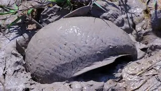 Amazing!! Mud Fishing!! On Dry Season Unbelievable Catch Giant Fishes In Underground Muddy.