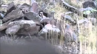Malatya Keklik Avı 3