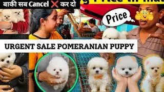 Pomeranian Dog Price in India 🐶 | White Teacup Pomeranian Dog ₹3000 से शुरू | Full Guide & info 2025