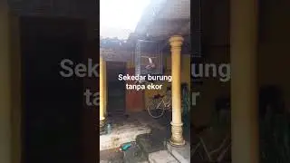 masteran armagedon sambung tengkek
