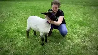 Tucker Stephenson 2020/2021 4-H Market Lamb Project