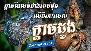 🌴🦀 The Features of Coconut Crab: The Giant of the Crustacean World 🦀🌴 ក្តាមដូង ធំជាងគេបំផុតលើពិភពលោក