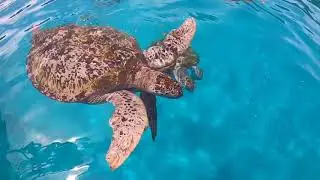 Pulau Redang Travelling with Kids Part 3 - Turtle Bay
