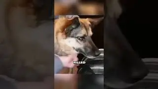A Woman Rescues a Mother Dog and Her Puppies from the Freezing Snow💕