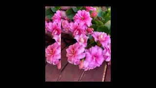 Spring flowers at my garden #shorts