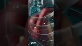 CORAZ&Oacute;N A PILAS