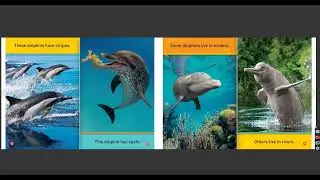 Dive Dolphin (National Geographic readers)