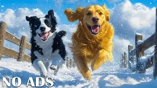 3 Hours of Dog TV for Dogs to Watch🐕🌈Calming & Healing Music for Dogs - Sleep & Relax🌈🐶 No Ads