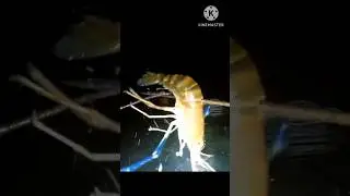 Mencari Udang Galah di malam hari.
