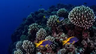 Calm Music for Stress Relief, Calm Nerves • Deep Healing Music