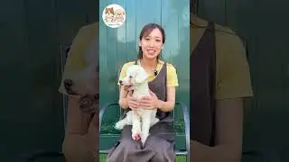 保護犬カフェSORA　在籍わんちゃん紹介「コットンちゃん」【project SORA】