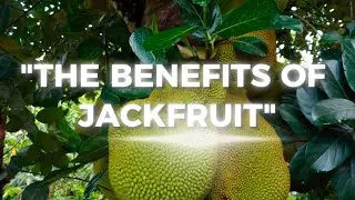Jackfruit Health Benefits: The Superfruit You Need to Try! | Wow!40Plus