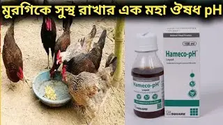 মুরগিকে সুস্থ রাখার এক মহা ঔষধ pH