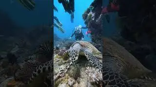 Sea Turtle! Dive with us in Lombok! contact in our channel!