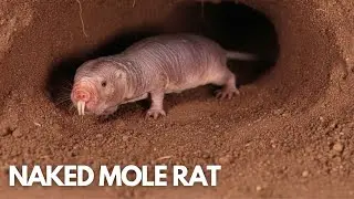 The Amazing Naked Mole Rat