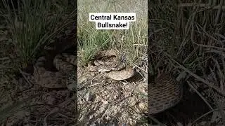 Bullsnake in a defensive posture! #snakes #kansas #herpetology