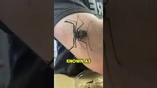 DO NOT Touch This 😨 | Tailless Whip Scorpion #viral