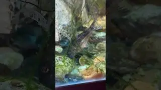 Cory catfish and aquatic snails #shorts #fish #corycatfish