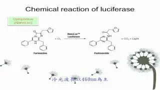 史上最激亮~Promega NanoLuc冷光酶介紹.wmv