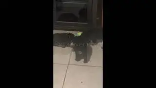 🐶 Female Rottweiler Puppy for Sale &ndash; Austin, Texas