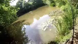 Carp fly fishing w6 and dog biscuit fly